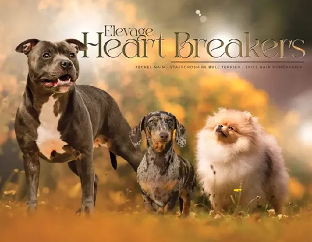 Informations | Création du site web pour l'Élevage Heart Breakers - SD Solutions